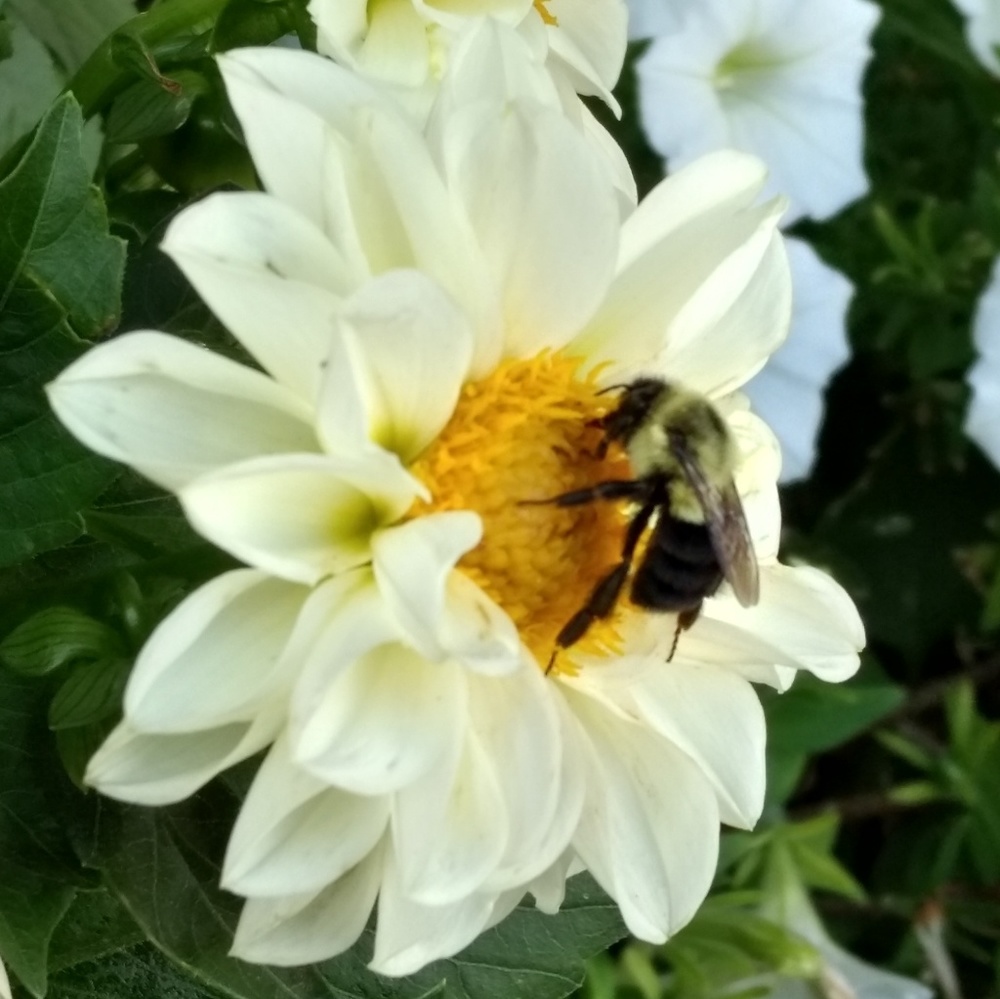 Meet your Posher, Hunny